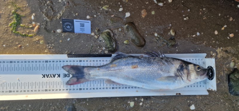 Fish Measure Picture