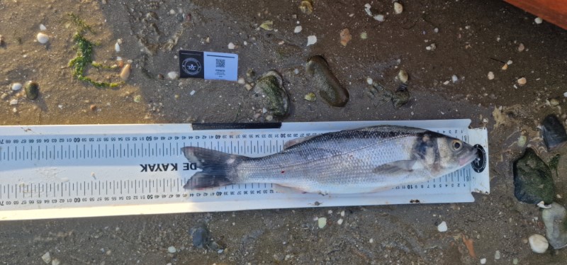 Fish Measure Picture