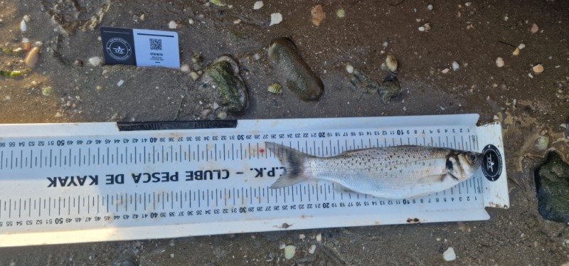 Fish Measure Picture
