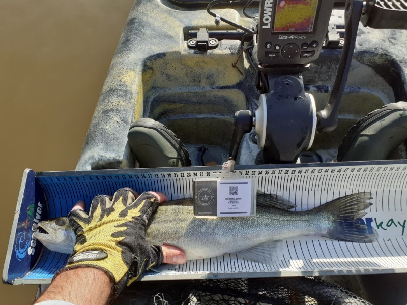 Fish Measure Picture