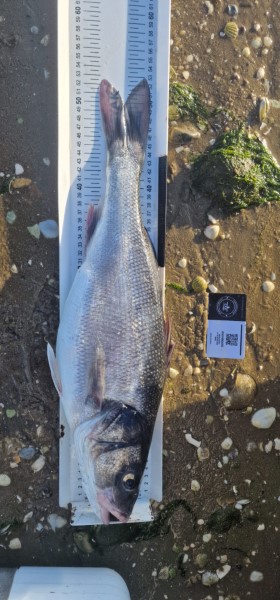Fish Measure Picture