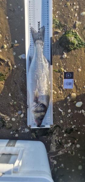 Fish Measure Picture