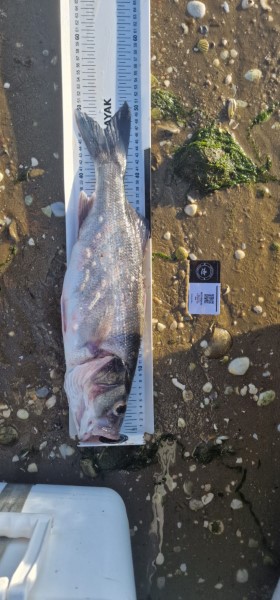 Fish Measure Picture