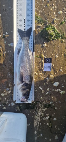 Fish Measure Picture