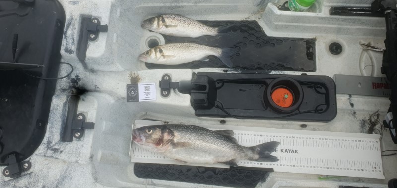 Fish Measure Picture
