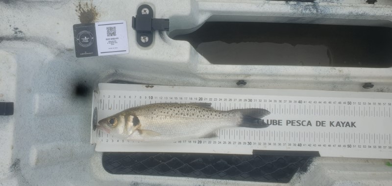 Fish Measure Picture