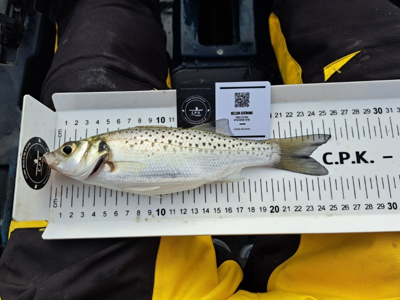 Fish Measure Picture