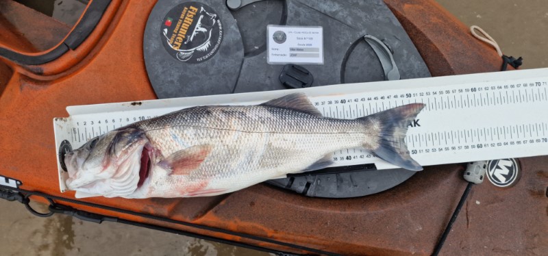 Fish Measure Picture