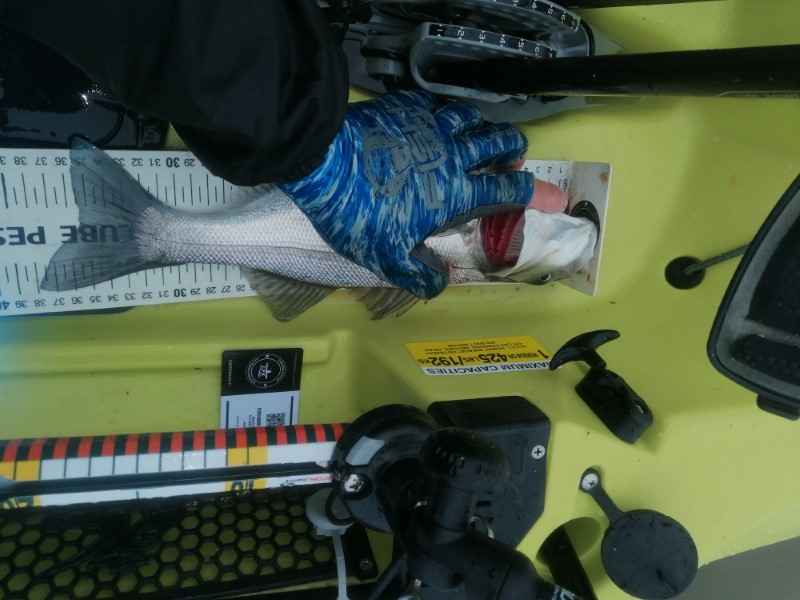 Fish Measure Picture