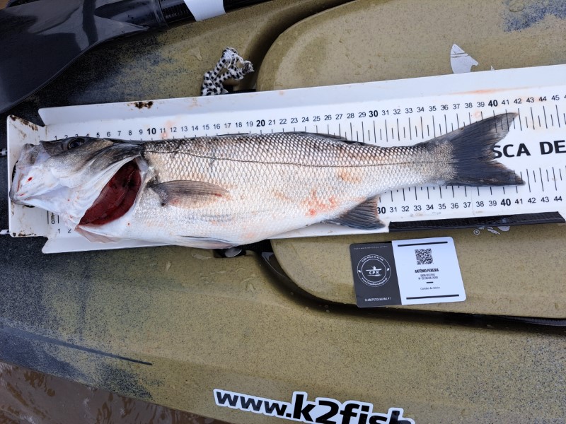 Fish Measure Picture