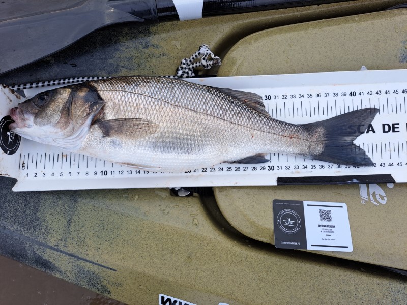 Fish Measure Picture