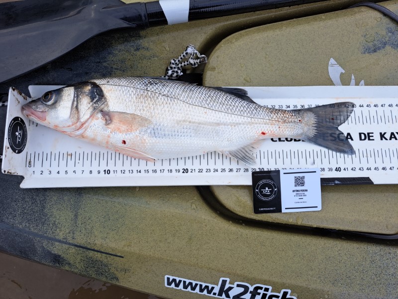 Fish Measure Picture