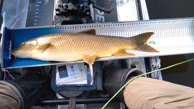 Fish Measure Picture