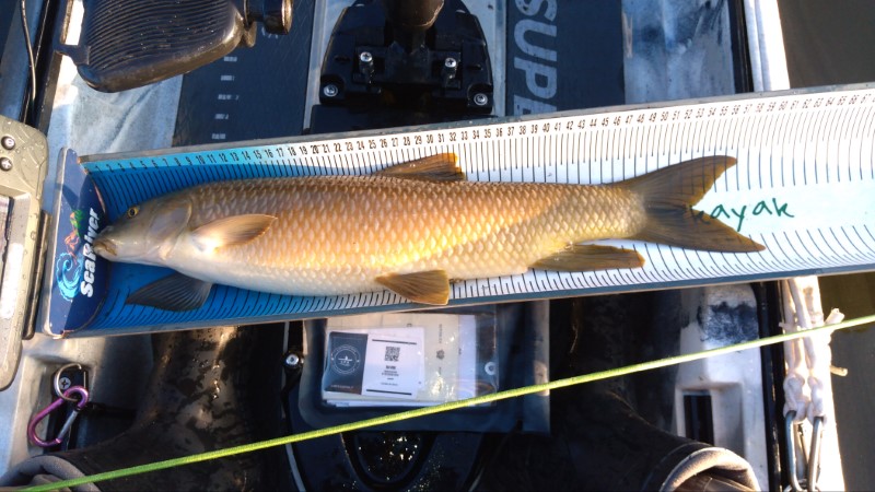 Fish Measure Picture