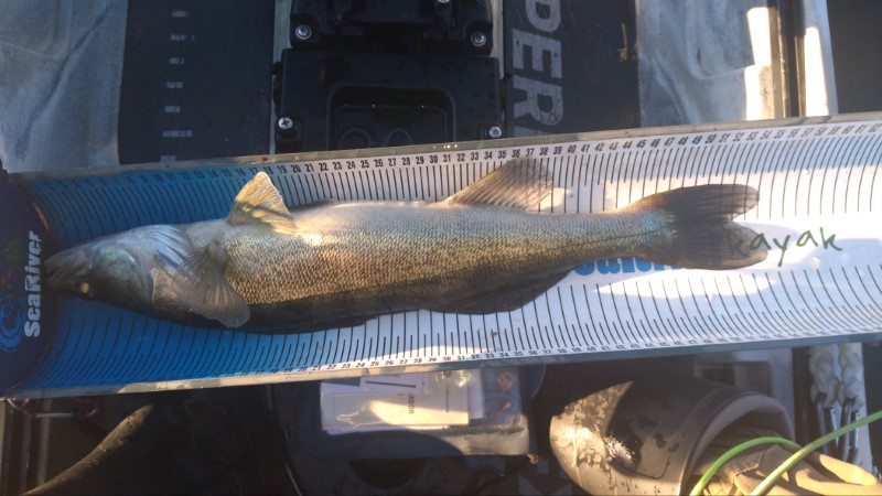 Fish Measure Picture