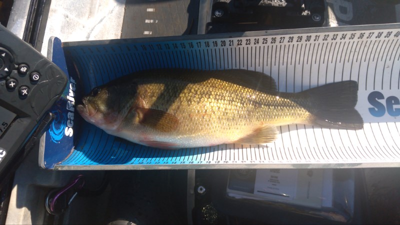 Fish Measure Picture