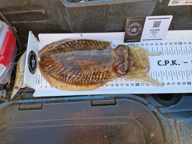 Fish Measure Picture