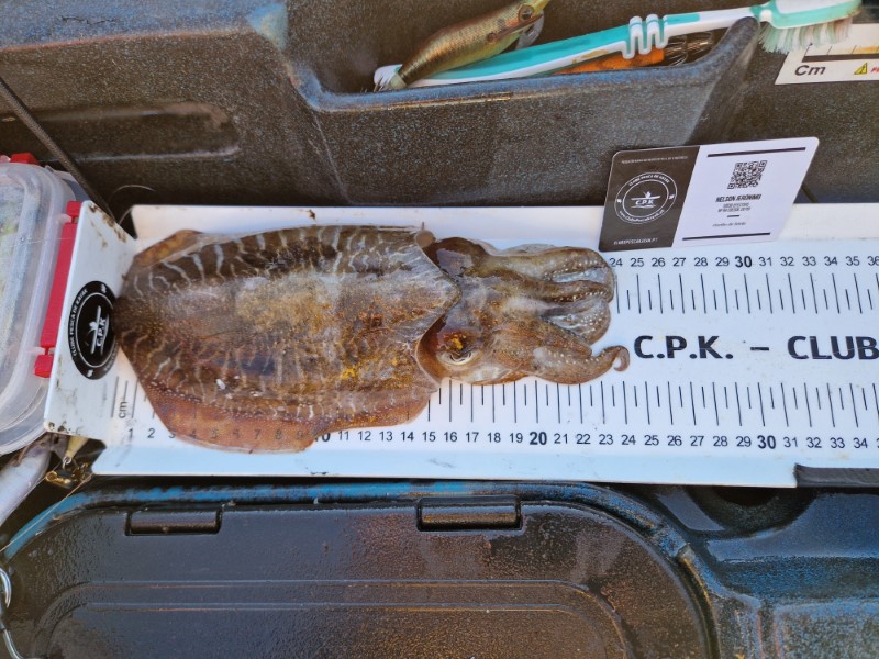 Fish Measure Picture