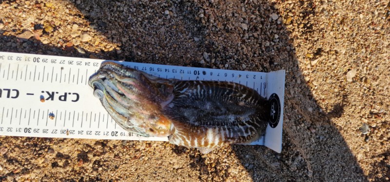 Fish Measure Picture