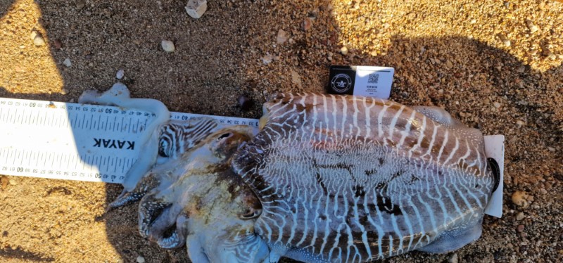 Fish Measure Picture