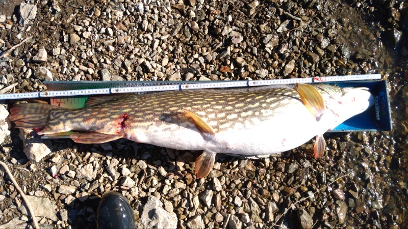 Fish Measure Picture