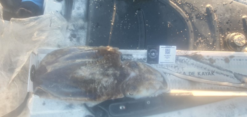 Fish Measure Picture
