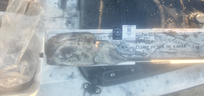 Fish Measure Picture