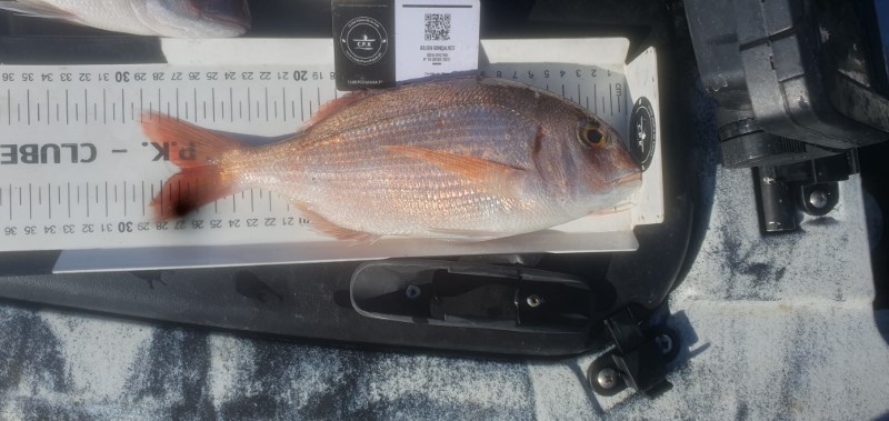 Fish Measure Picture