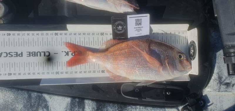 Fish Measure Picture