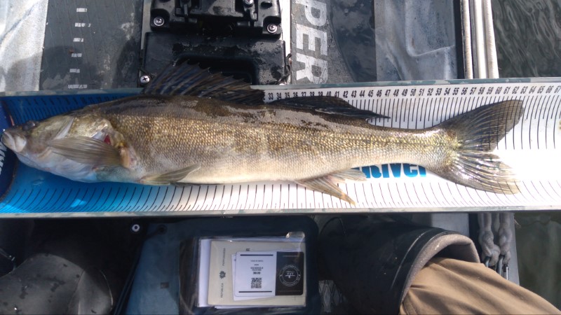 Fish Measure Picture