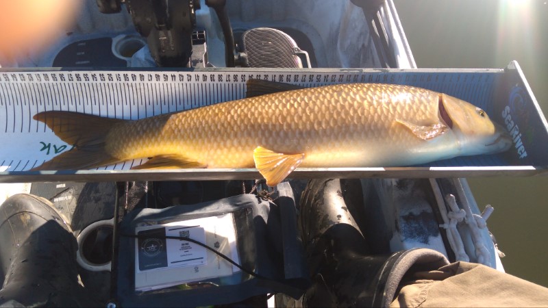 Fish Measure Picture