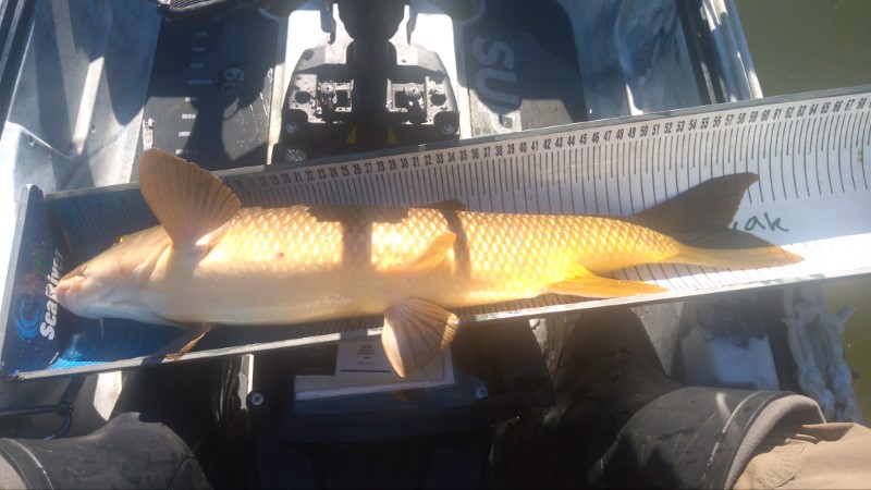 Fish Measure Picture