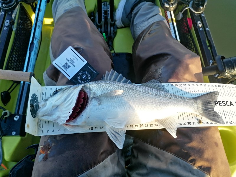 Fish Measure Picture