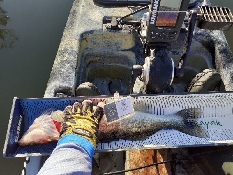 Fish Measure Picture