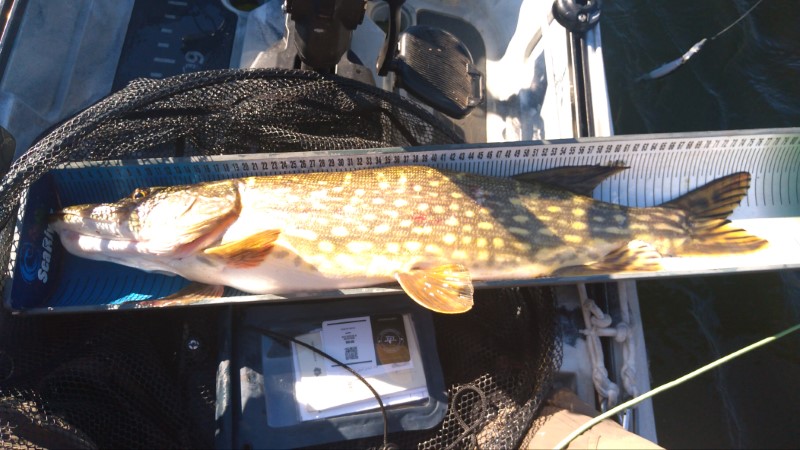 Fish Measure Picture