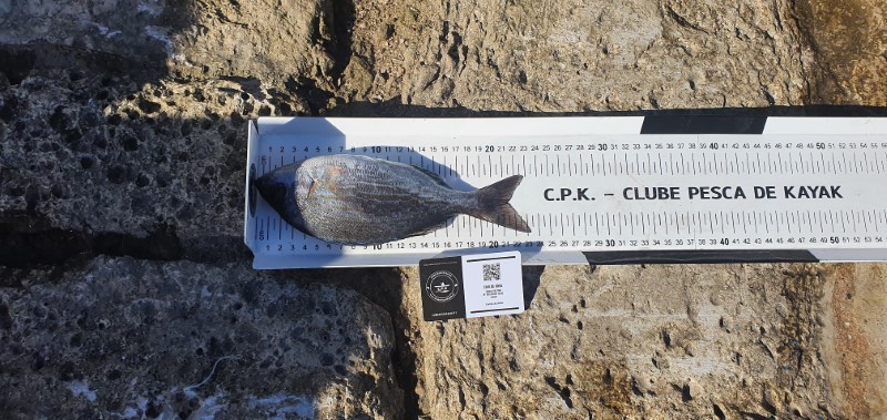 Fish Measure Picture