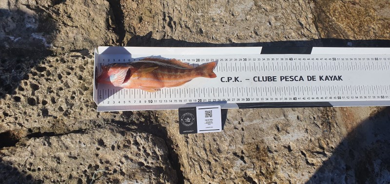 Fish Measure Picture