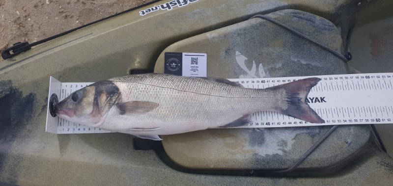 Fish Measure Picture