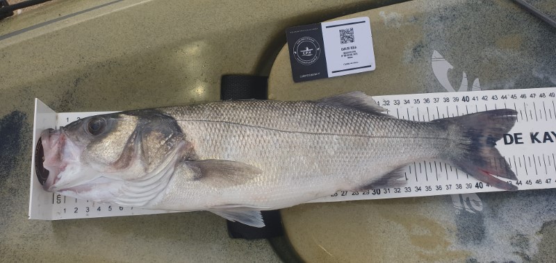 Fish Measure Picture