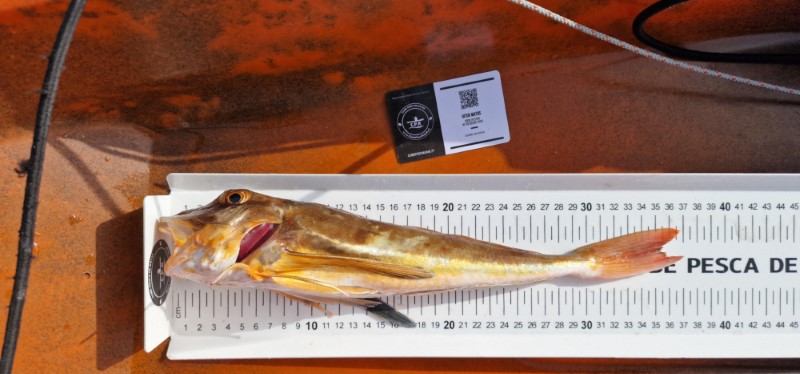Fish Measure Picture
