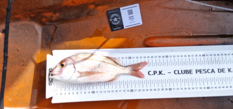 Fish Measure Picture