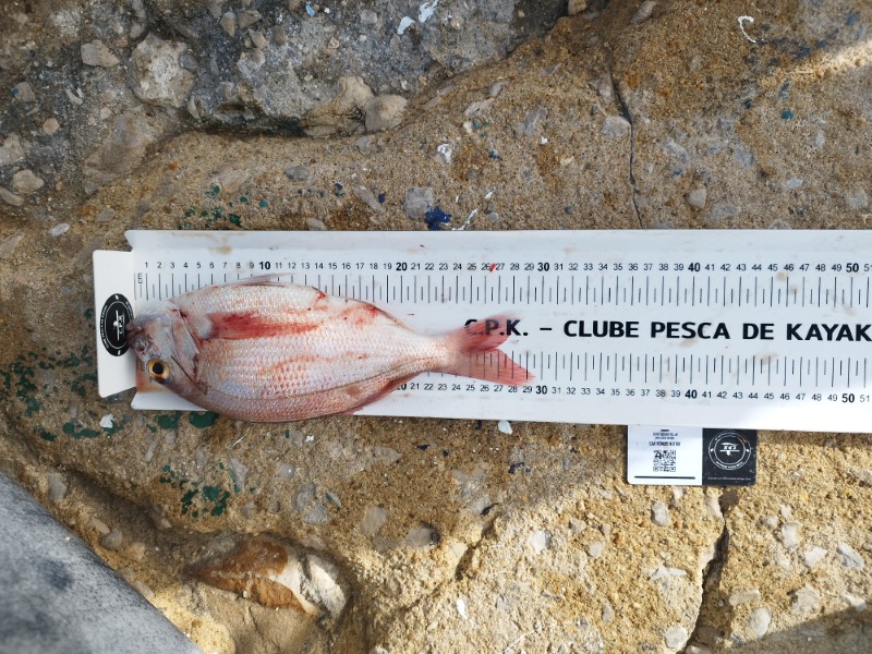Fish Measure Picture