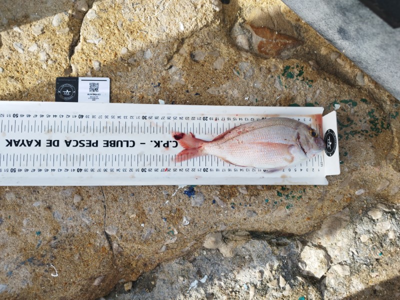 Fish Measure Picture
