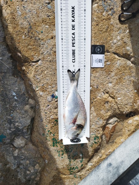 Fish Measure Picture