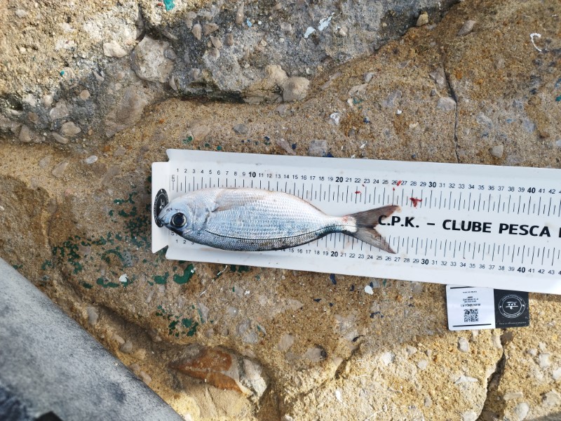 Fish Measure Picture