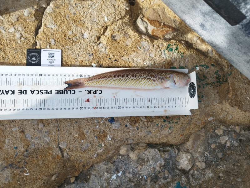 Fish Measure Picture