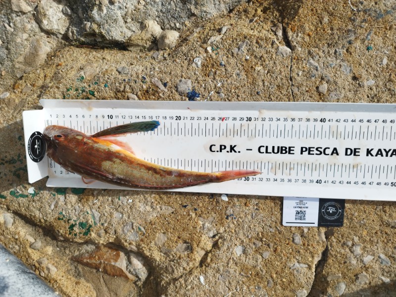 Fish Measure Picture