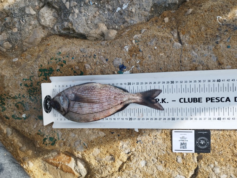 Fish Measure Picture