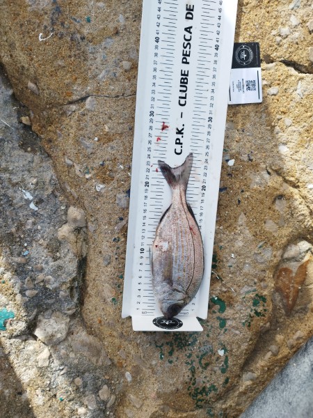Fish Measure Picture