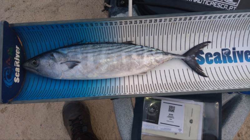 Fish Measure Picture